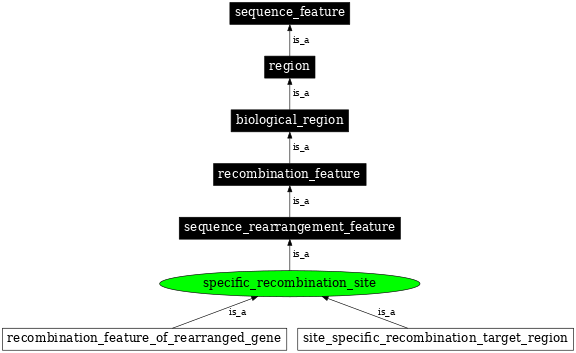 Graph image for SO:0000299