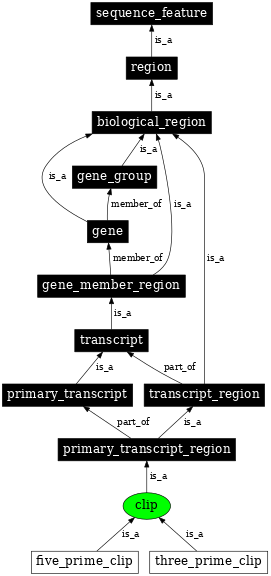 Graph image for SO:0000303