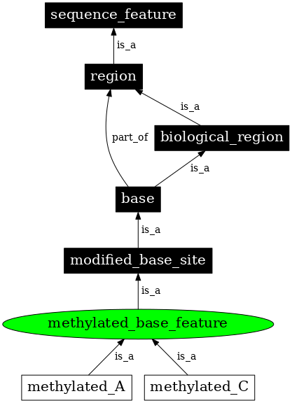 Graph image for SO:0000306