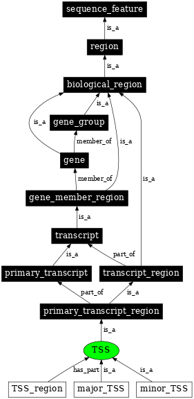 Graph image for SO:0000315