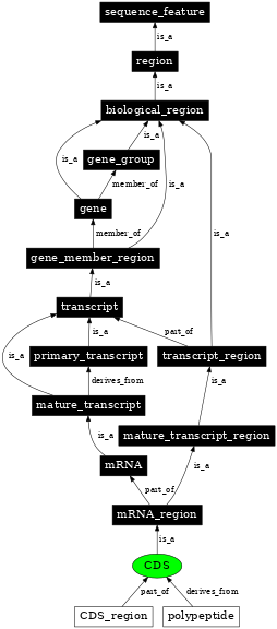 Graph image for SO:0000316