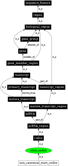 Graph image for SO:0000318