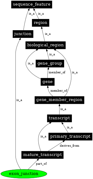 Graph image for SO:0000333