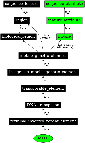 Graph image for SO:0000338