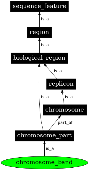 Graph image for SO:0000341