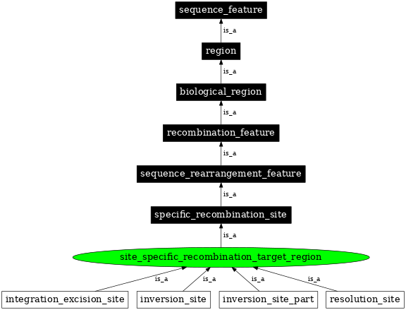 Graph image for SO:0000342