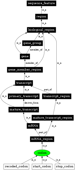 Graph image for SO:0000360