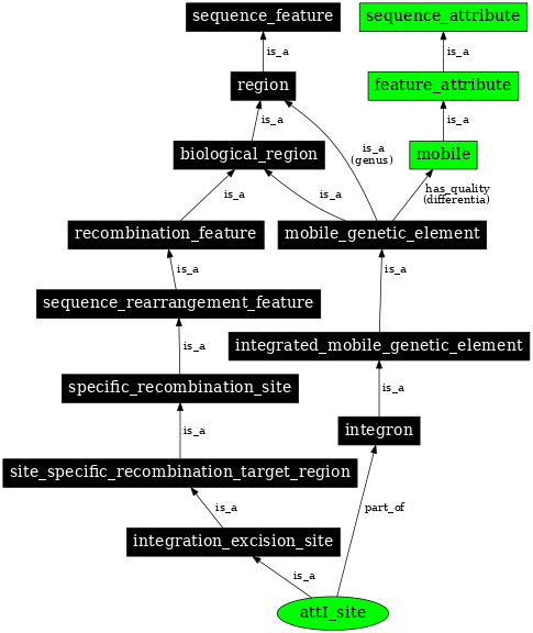 Graph image for SO:0000367