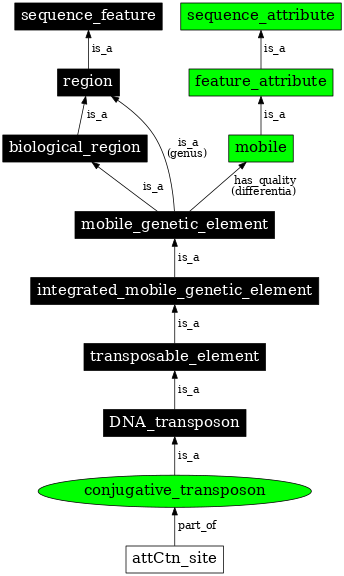 Graph image for SO:0000371