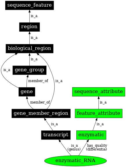 Graph image for SO:0000372