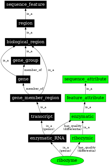 Graph image for SO:0000374