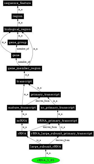 Graph image for SO:0000375