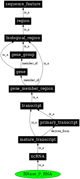 Graph image for SO:0000386