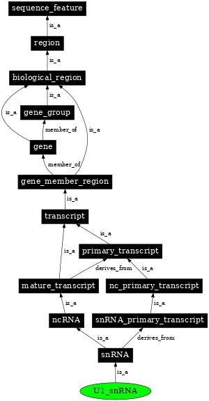 Graph image for SO:0000391