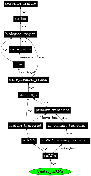 Graph image for SO:0000394