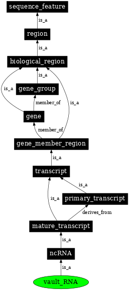 Graph image for SO:0000404