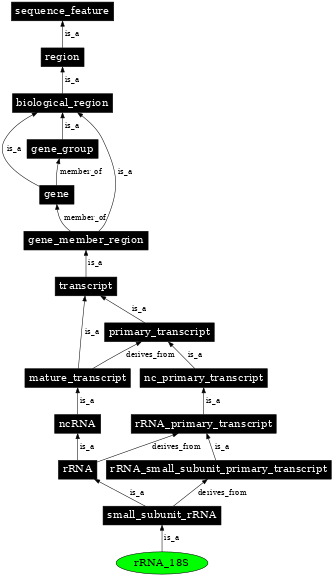 Graph image for SO:0000407