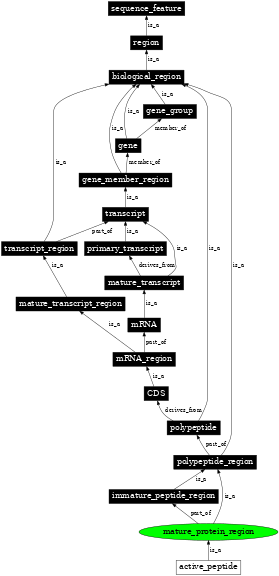 Graph image for SO:0000419