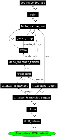 Graph image for SO:0000447