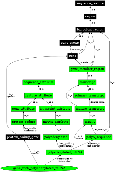 Graph image for SO:0000451