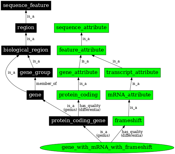 Graph image for SO:0000455