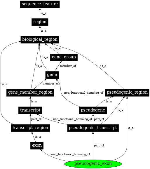 Graph image for SO:0000507