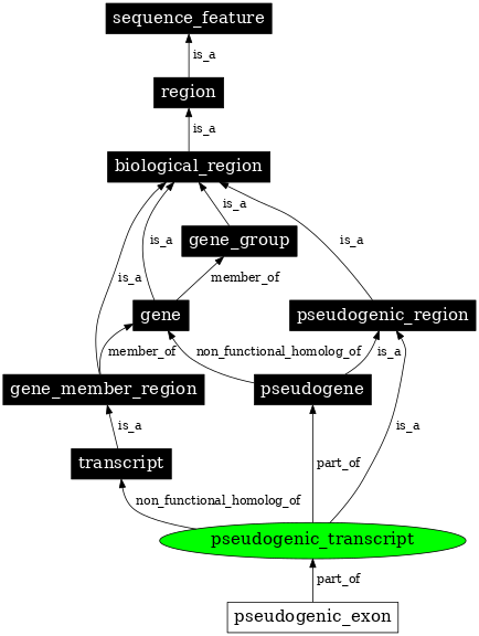 Graph image for SO:0000516