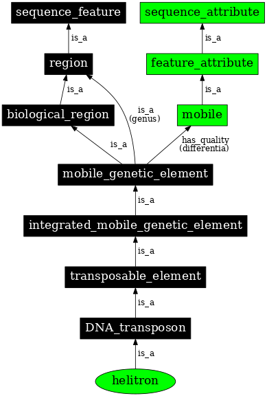 Graph image for SO:0000544