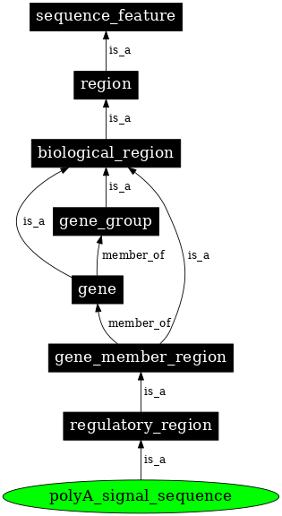 Graph image for SO:0000551