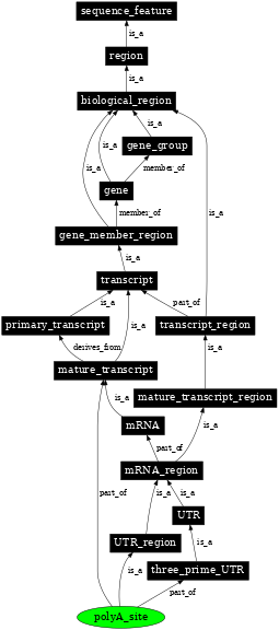 Graph image for SO:0000553