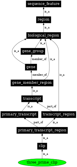 Graph image for SO:0000557