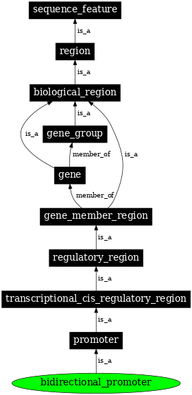 Graph image for SO:0000568