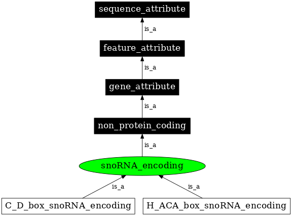 Graph image for SO:0000578