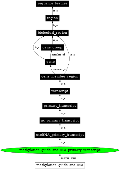 Graph image for SO:0000580