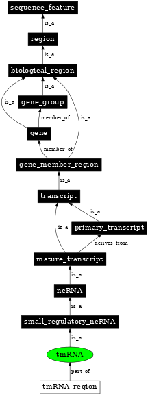 Graph image for SO:0000584