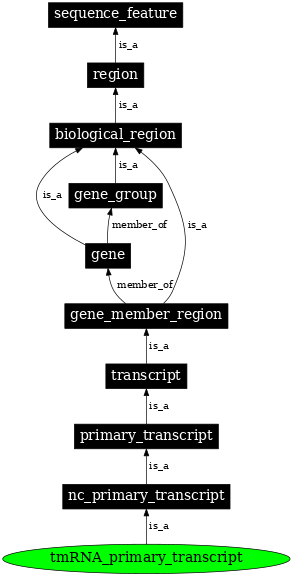 Graph image for SO:0000586