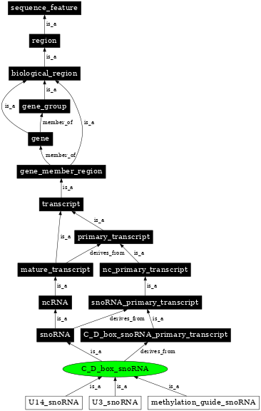 Graph image for SO:0000593