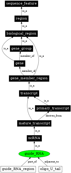 Graph image for SO:0000602