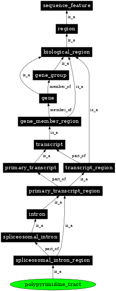 Graph image for SO:0000612