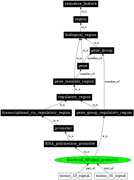 Graph image for SO:0000613