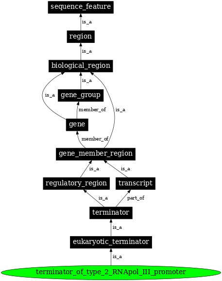 Graph image for SO:0000615