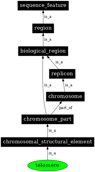 Graph image for SO:0000624