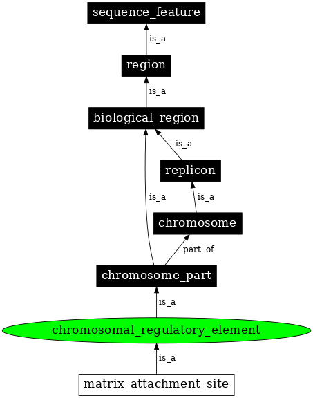 Graph image for SO:0000626