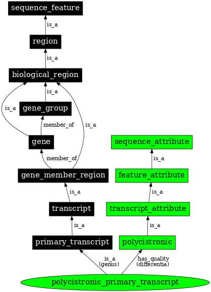 Graph image for SO:0000631