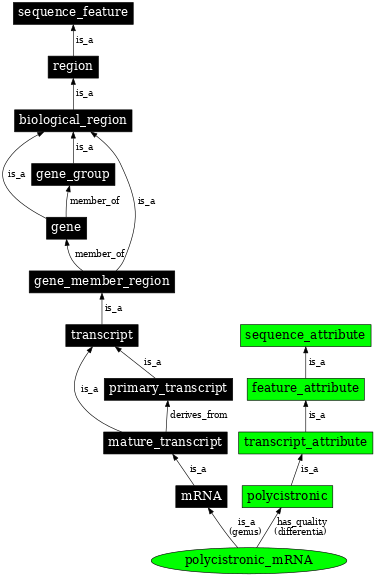 Graph image for SO:0000634