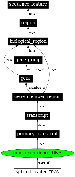 Graph image for SO:0000635