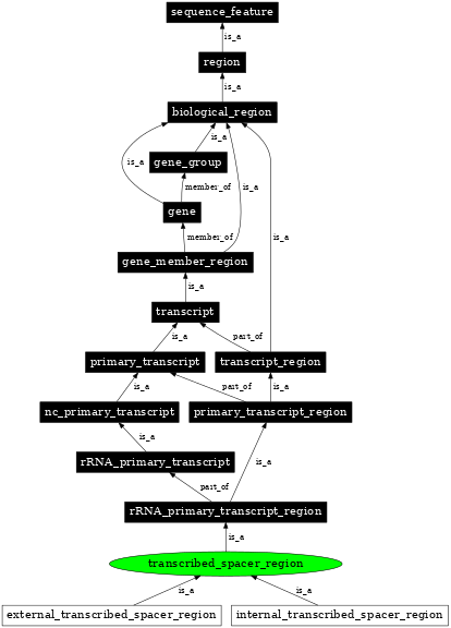 Graph image for SO:0000638