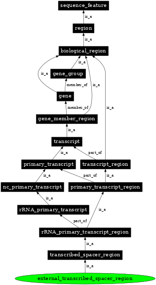 Graph image for SO:0000640