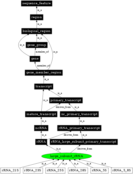 Graph image for SO:0000651