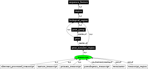 Graph image for SO:0000673